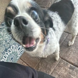 Meet your Posher, Sam